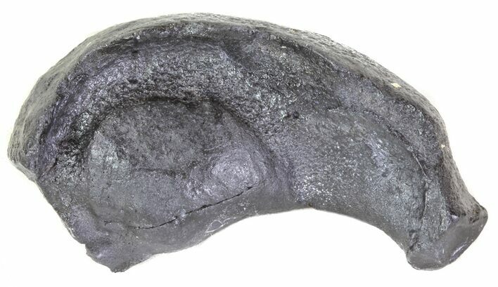 Fossil Whale Ear Bone - Miocene #63539
